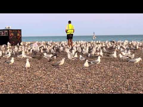 FEEDING SEAGULLS #protectwildlife
