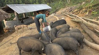Build Daily Life - Build A New Barn Raising Pigs - Build Farm Economy by Dao Farm Life 2,311 views 3 months ago 24 minutes