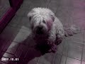 Video Tu perro animal Yucatán A Go Go