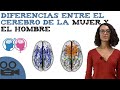 Diferencias entre el cerebro de la mujer y el hombre
