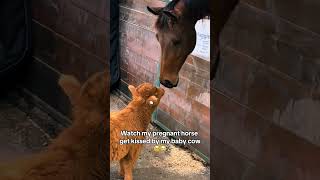 Throwback Baby Cow Gives The Sweetest Kiss To My Pregnant Horse And Melts All Our Hearts