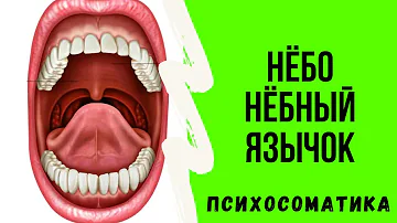 Нёбо и нёбный язычок. Психосоматические конфликты нёба.