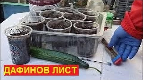 № 608   Как да си засадим Дафинов лист от семена и резници? - 24.02.2023 г.