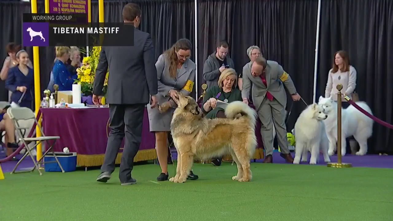 tibetan mastiff dog show