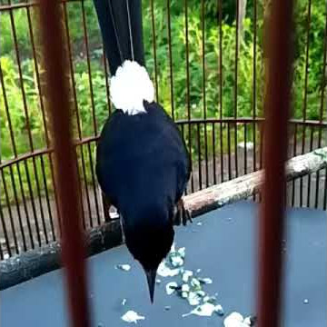 Murai batu isian kenari sambil sujud sujud