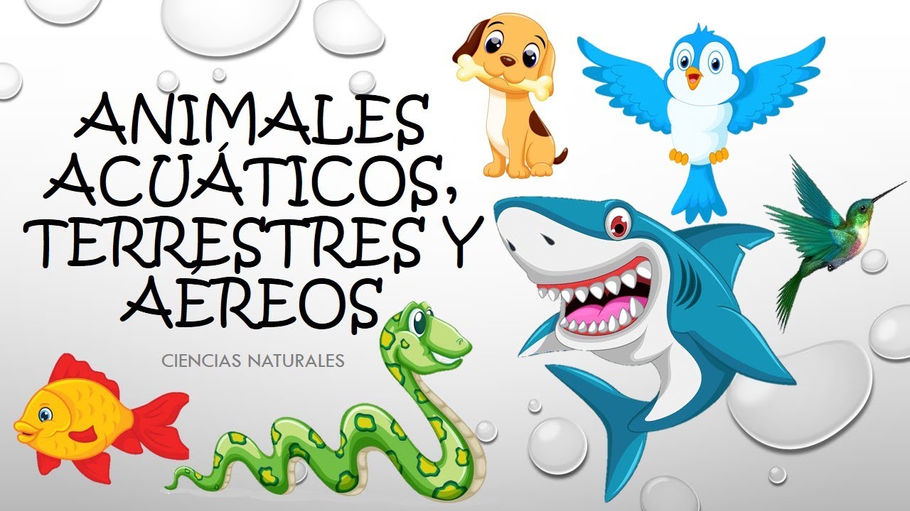 Animales Acuáticos, Terrestres y Aéreos Ciencias Naturales Profes Derek y Ale YouTube Animales Acuáticos, Terrestres y Aéreos Ciencias Naturales Profes Derek y Ale YouTube