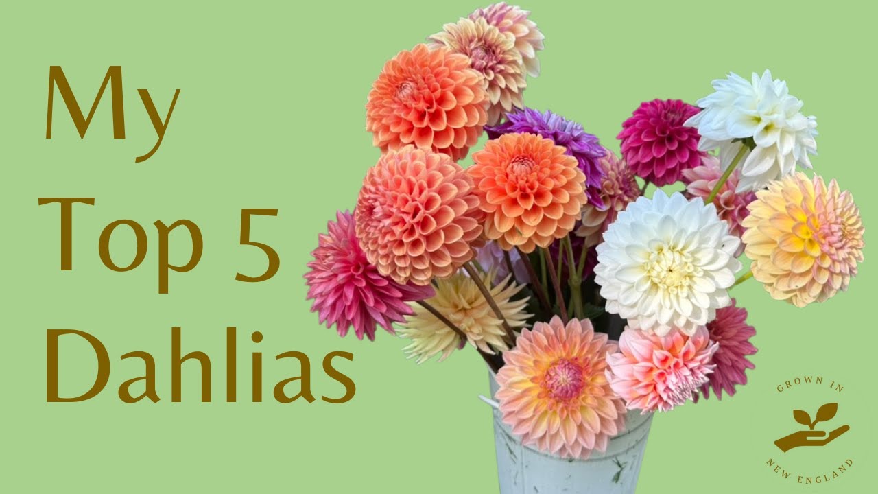 My Top 5 Dahlias You Need to See!