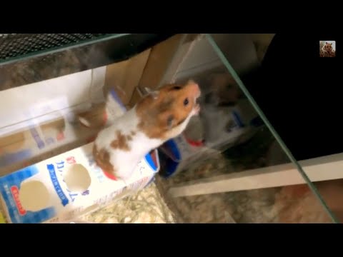 手作りおもちゃより散歩なハムスター Golden Hamster Youtube