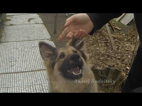 Видео: Почему уши моей собаки не стоят?