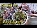 MAKE Your Own SUCCULENT HYBRID | How Echeveria Whimsy Was Created || Growing Succulents with LizK