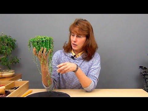 Видео: Черенкование растения «Жемчужная нить»: как размножить растение «Жемчужная нить»