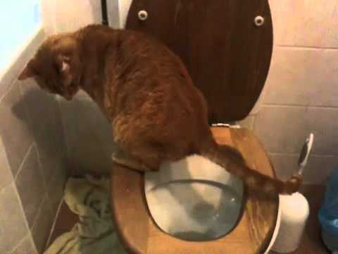 Video: Hoe Vaak Gaat Het Kitten Naar Het Toilet?
