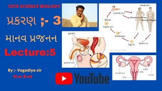 માનવ પ્રજનન ભાગ-05 #GSEB #Science12 #Biology #Chapter03 #Lecture05 #NEET_preparation