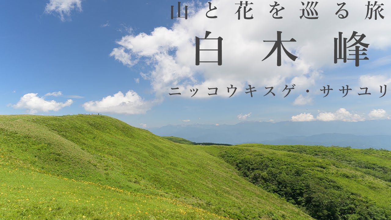 【登山】白木峰（ニッコウキスゲやササユリが咲き誇る北陸の三百名山に登りました）