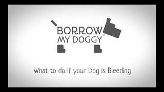 Dog Advice: What To Do If Your Dog Is Bleeding