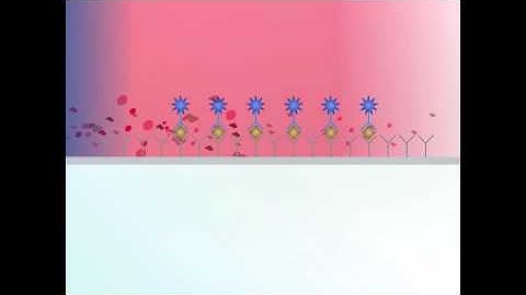 IDEXX SNAP® pet-side test ELISA technology