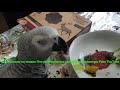 Попугай ест оленя  African gray parrot eats a deer