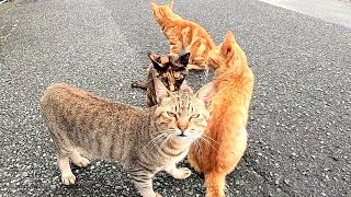 帰りのフェリーを待っていたら野良猫達が集まってきた