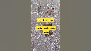 اجمل روتيني صباحي   /تلاوة  تقشعر لها الابدان وتخشع لها النفوس تابع وانشر تؤجر #اكسبلور