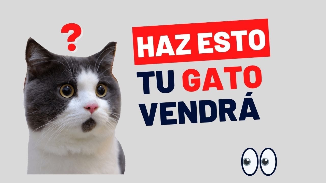 Llama a tu gato - Sonidos para atraer gatitos - sonidos para que tu