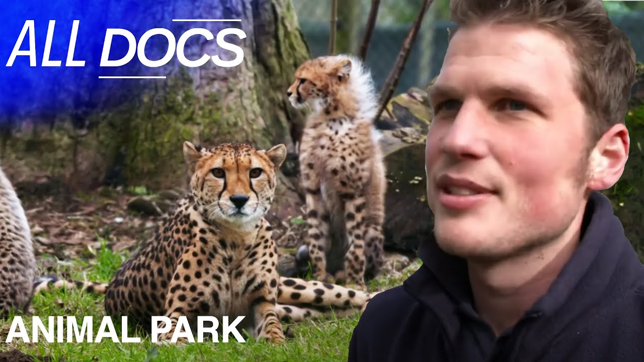 It's Time for the Cheetah Cubs to Venture Outside (2023)