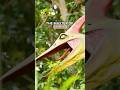 Pteranodon King of the Skies 🦅  Flying Reptile of the Cretaceous