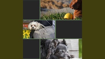 Pulsating Rescue Pups