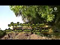 قصائد من الصعيد