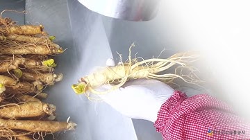 Học cách rửa nhân sâm tươi siêu sạch của người Hàn Quốc