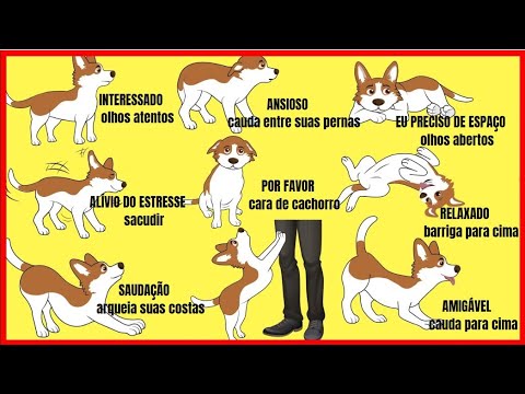 Vídeo: 7 posições importantes da linguagem corporal do cão e o que elas realmente significam