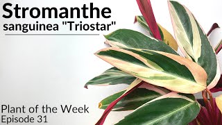 How To Care For Stromanthe Sanguinea Triostar Plant Of The Week Ep. 31