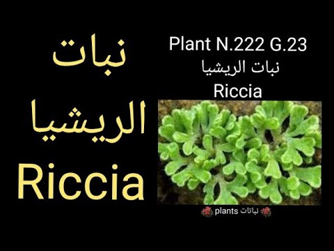 فيديو: Riccia في الحوض: فائدة أو ضرر