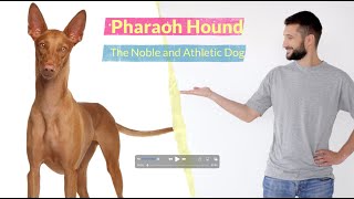 Pharaoh Hound – The Noble and Athletic Dog