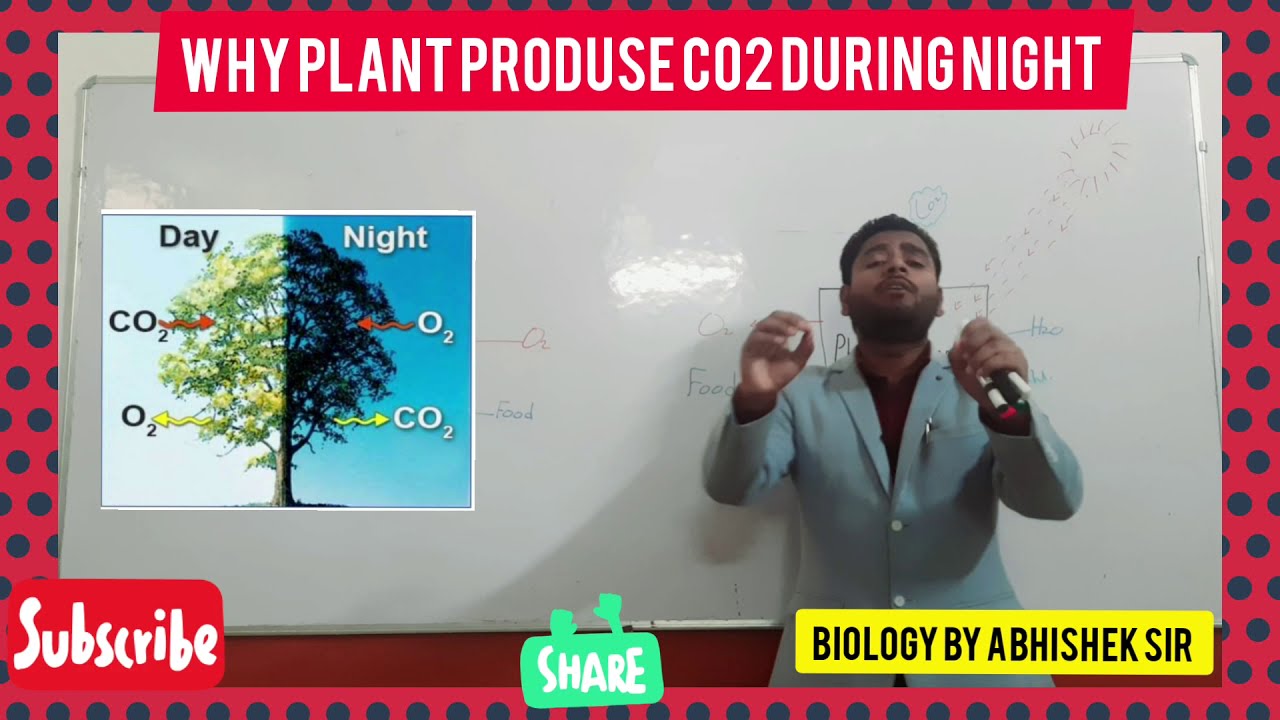 Why plant produce carbon dioxide during night 🌴🌴🌴🌴🌴🌴🌴🌴 YouTube