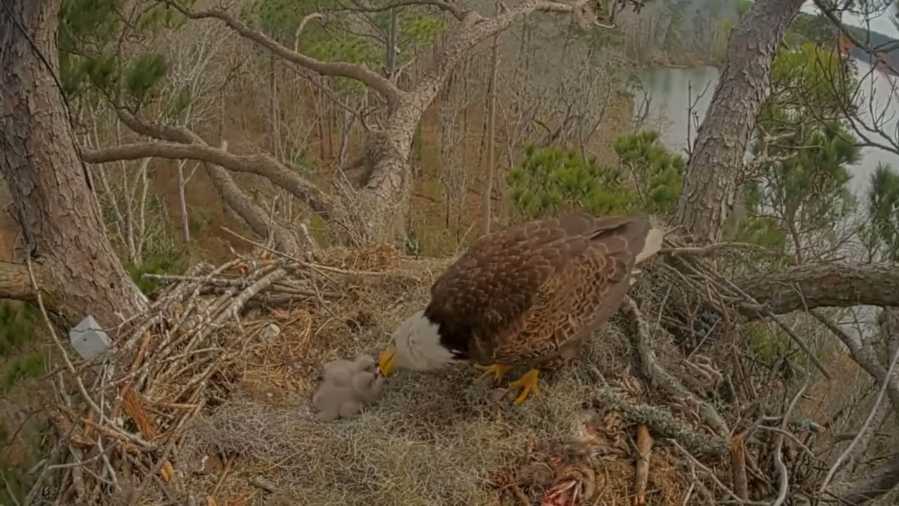 #baldeagle Cam5#10 Review baby birds in the nest - Dad and mother brings food to feed their chicks