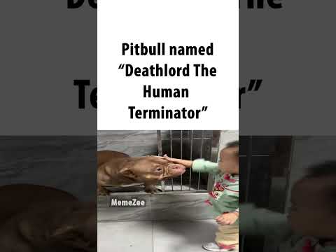 pitbull named "deathlord""