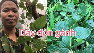Giới thiệu cây thuốc quý/ dây đòn gánh /dây gân,cách nhận biết cây thuốc