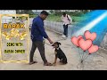 Don't miss the video Demo with Barak owner feedback  @A1dogtraining #doberman #dog #viral  #support 