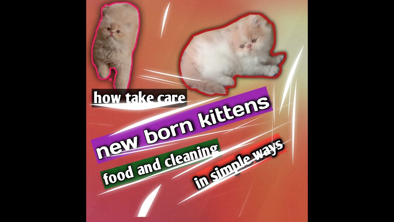 How to take care of new born Persian kittens 