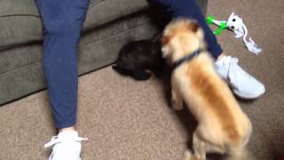 Cairn Terrier, Bailey Teaches Harry to Play