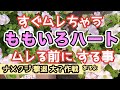 【ももいろハートの育て方】ムレる前に鉢増し・ナメクジ撃退・植替え・梅雨の前にしっかり根っこ作っておきたい