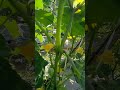 tanaman timun sudah mulai berbuah.. #kebun #perkebunan #petanimuda #petaniindonesia