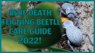 Blue Death Feigning Beetle Care Guide 2022