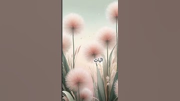 مقاصد سورة النبإ #أبو_طلحة