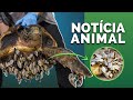 O QUE É ISSO NA TARTARUGA? COBRAS VIRAM PRAGAS! VOCÊ JÁ COMEU TUBARÃO? DUMBO  "NOTÍCIA ANIMAL"!