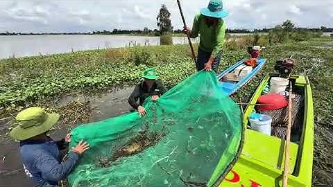 Bắt Lươn Đồng Mùa Nước Nổi Và Nấu Lẩu Mắm Lươn Ngay Trên Ghe (Cuộc Sống Sông Nước)!