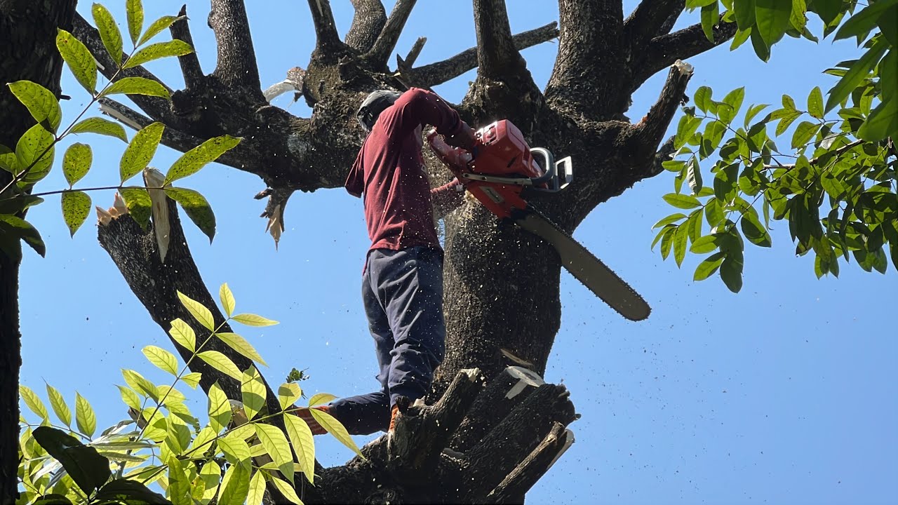 Messy... Cut down 2 trembesi trees in the middle of the settlement ...