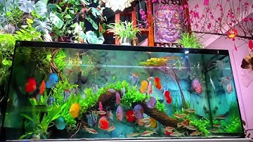 Bể cá dĩa tuyệt đẹp | CÁ DĨA ĐẠI PHÁT