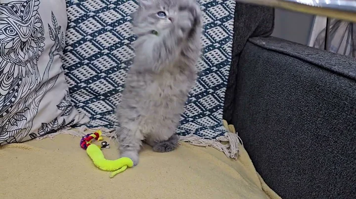 Watch the video about Forrest at 7 weeks - LeGrand Siberians