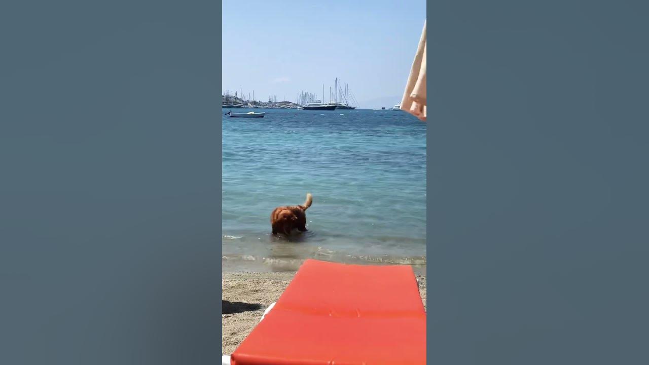 #домашниеживотные#собака#море#турция Собака ловит рыбу🦮🐠🐟🐡🐬🐳 - YouTube